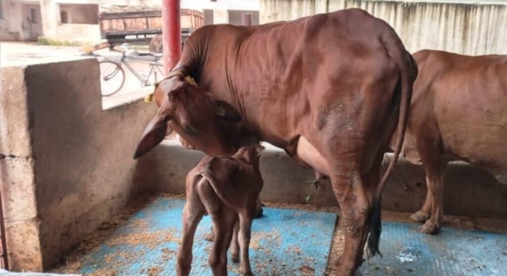 कुणाल 