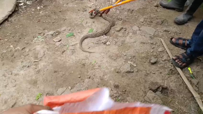 रसेल वाइपर की फुफकार ने उड़ाये होश, फिर पहुंची वन विभाग की टीम और…