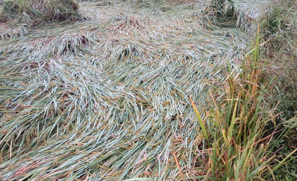 पाकुड़ में तूफान मोंथा से फसलों को भारी नुकसान, किसानों में चिंता की लहर…