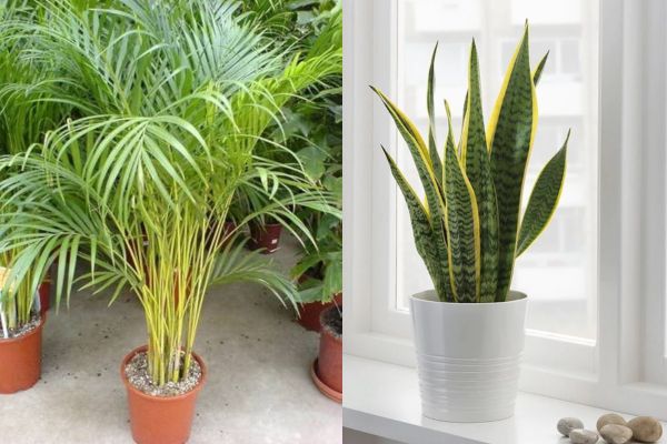 सर्दी में घर को गर्म और खूबसूरत बनाने वाले ये 5 पौधे लगाएं घर