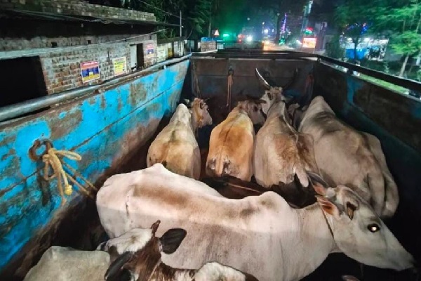 गिरिडीह में मवेशी तस्करों को तीखी चोट, 26 पशुओं से लदे 3 वाहन जब्त, चालक फरार डुमरी