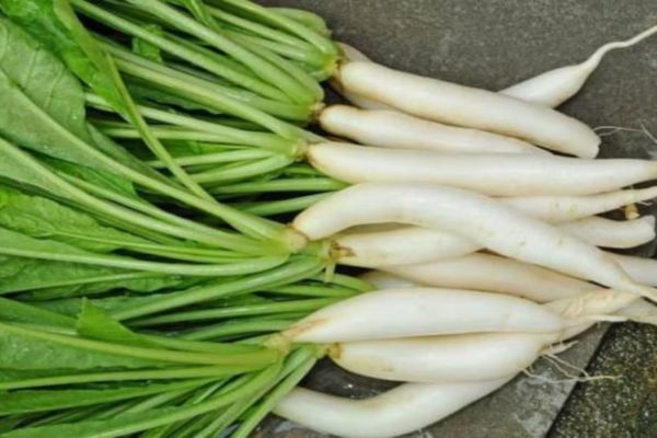 सर्दियों में मूली खाना सेहत के लिए फायदेमंद… जानें इसके 5 बड़े लाभ मूली