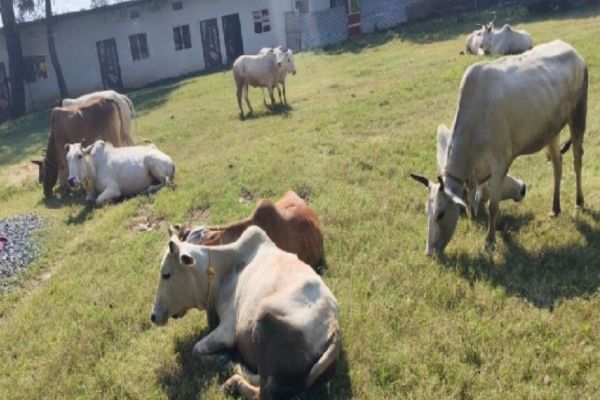 मवेशी तस्करों को चाईबासा पुलिस की तीखी चोट… जानें क्या तस्करों