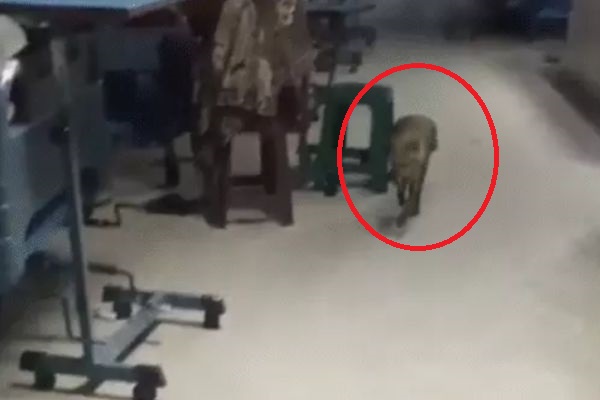 धनबाद में SNMMCH के सर्जिकल ICU में घुसा सियार!, फिर… सर्जिकल