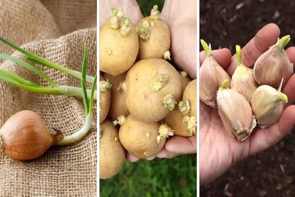 अंकुरित आलू-प्याज-लहसुन खाना स्वास्थ्य के लिए खतरनाक… जानें आलू