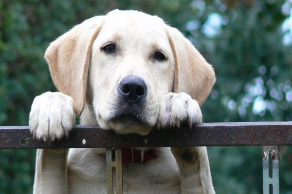 अब झारखंड में अनिवार्य हुआ पालतू कुत्तों और बिल्लियों का पंजीकरण पालतू कुत्ते