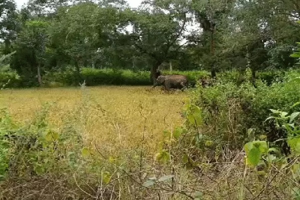 कोडरमा में खेतों में घुसा हाथियों का झुंड, फसल किया तहस-नहस कोडरमा