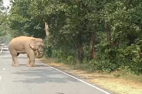 सिमडेगा और गुमला में हाथियों का कहर, धारा 163 लागू