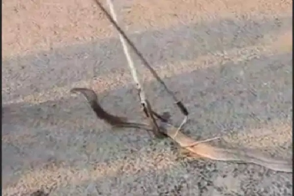 पाकुड़ में खेत के पाइप से निकला 5.5 फीट लंबा कोबरा, सर्प मित्र ने किया रेस्क्यू कोबरा