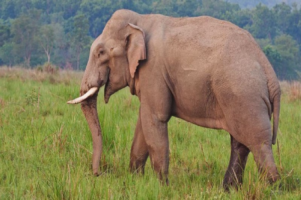चाईबासा में दंतैल हाथी का आतंक जारी, तीन दिन से ड्रोन भी नहीं कर पा रहे ट्रैक दंतैल