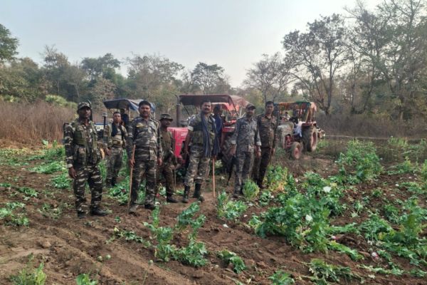 पलामू पुलिस की बड़ी कार्रवाई, 15 एकड़ अफीम की फसल उखाड़ फेंकी पलामू