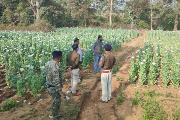नशे की खेती पर सिमडेगा पुलिस का कड़ा प्रहार कारोबार