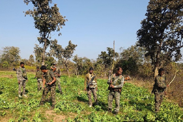 नशे के कारोबार पर पुलिस की दोहरी कार्रवाई, अफीम की फसल उजाड़ी और महुआ शराब जब्त मादक