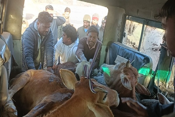 मवेशी