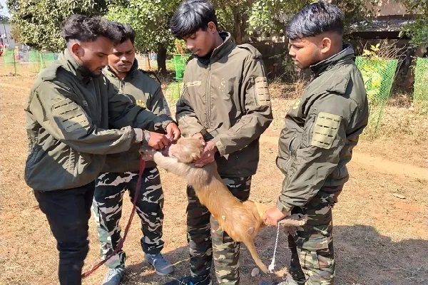 आखिर पिंजरे में कैद हो गया ‘आतंकी’ बंदर, तीन महीने बाद बाजार में लौटी रौनक तीन