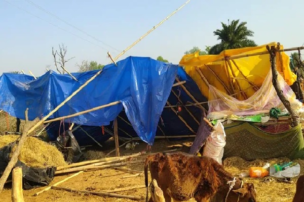 कोडरमा में हाथियों का तांडव जारी, इंसानों के बाद अब मवेशियों को बना रहे निशाना हाथि