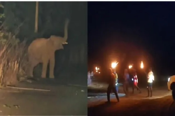 कोडरमा में हाथियों का आतंक, ढाबे में घुसकर कर्मचारी पर हमला, गांव में मचाई तबाही हाथि