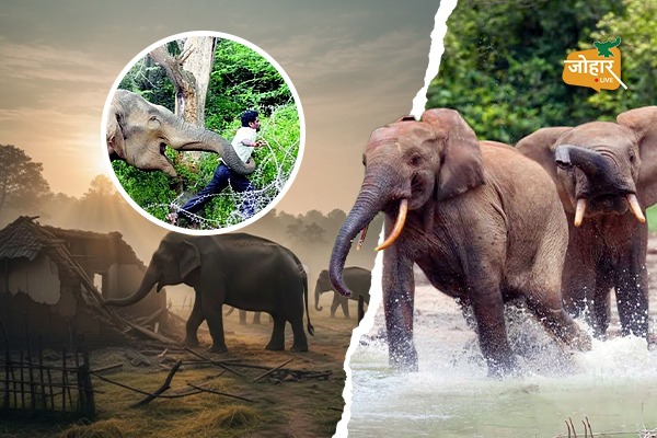 झारखंड में चीखते गांव, तड़पते हाथी : 5 साल में 474 मौ’तें हाथियों