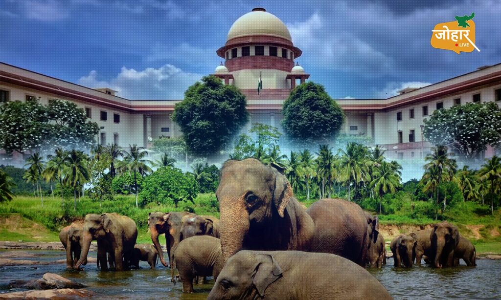 हाथी कॉरिडोर: 6 साल, 555 मौतें और 17 कॉरिडोर… सुप्रीम कोर्ट के आदेश से सुलझेगी उलझन?