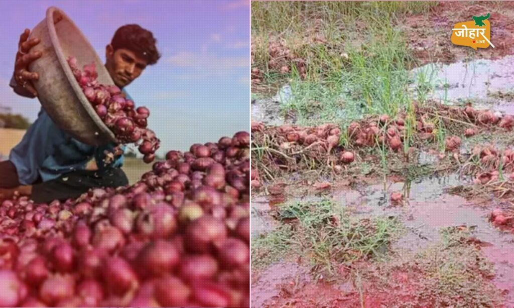 ओडिशाः 4 करोड़ लोगों को रुला रही है प्याज, महाराष्ट्र की बारिश ने 70 रुपए प्रति किलो पहुंचा दिया दाम